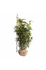 Prunus laurocerasus Genolia ® bala 80-100 cm extra
