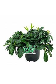 Prunus laurocerasus Mount Vernon C7 Lit. 40-60 cm