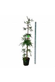 Sequoia sempervirens Illa Martin C30 Lit. 175-200 cm extra