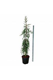 Sequoia sempervirens Mt. Loma Prieta Spike C55 Lit. 200-225 cm extra