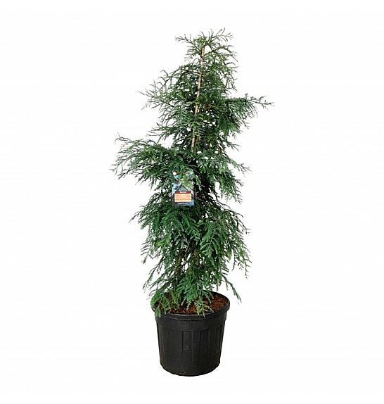 Sequoia sempervirens Winter Blue C90 Lit. 200-225 cm extra