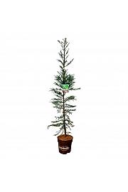 Sequoia sempervirens Xeno C15 Lit. 175-200 cm