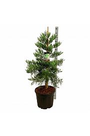Sequoiadendron giganteum Healthy Mammoth Three C55 Lit. 100-125 cm extra