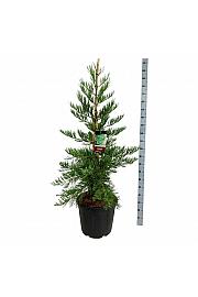 Sequoiadendron giganteum Healthy Mammoth Three C55 Lit. 125-150 cm extra