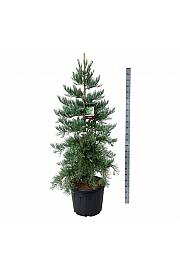 Sequoiadendron giganteum Healthy Mammoth Three C90 Lit. 175-200 cm extra