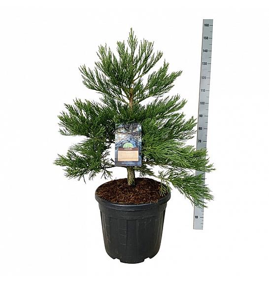 Sequoiadendron giganteum Healthy Mammoth Two C55 Lit. 80-100 cm extra