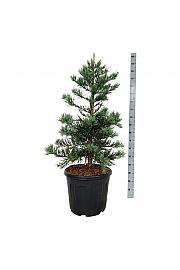 Sequoiadendron giganteum Glaucum C55 Lit. 100-125 cm extra