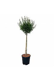 Syringa BLOOMERANG® Pink Perfume C15 Lit. Na steblu 90 cm