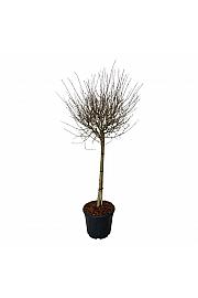 Syringa BLOOMERANG® Pink Perfume C30 Lit. Na steblu 90 cm