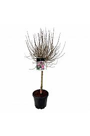 Syringa meyeri Palibin C15 Lit. Na steblu 60 cm