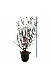 Syringa vulgaris Andenken an Ludwig Späth C55 Lit. 150-175 cm extra