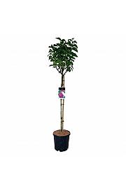 Syringa vulgaris Andenken an Ludwig Späth C15 Lit. Na steblu 90 cm