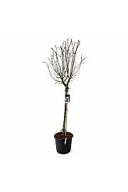 Syringa vulgaris Beauty of Moscow C55 Lit. Na steblu 120 cm extra