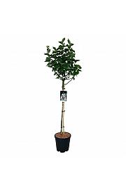 Syringa vulgaris Beauty of Moscow C15 Lit. Na steblu 90 cm