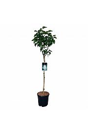 Syringa vulgaris Mme Lemoine C15 Lit. Na steblu 90 cm
