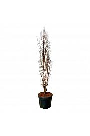 Taxodium distichum Lindseys Skyward C55 Lit. 175-200 cm extra