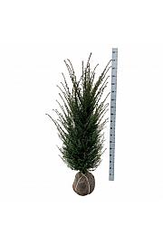 Taxus baccata bala 120-140 cm