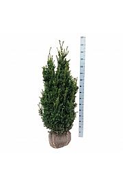 Taxus media Hillii bala 100-120 cm extra
