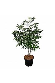 Tetradium daniellii C15 Lit. 100-125 cm