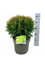 Thuja occidentalis Danica C7 Lit. 30-35 cm