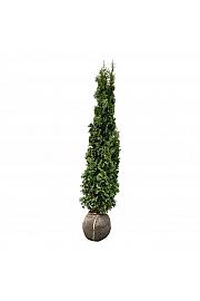 Thuja occidentalis Degroots Spire bala 160-180 cm extra