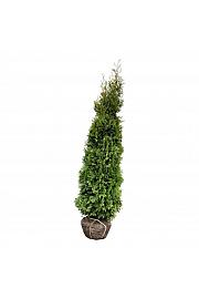 Thuja occidentalis King of Brabant PBR bala 225-250 cm extra