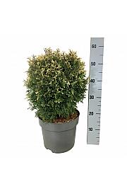 Thuja occidentalis Piccadilly C7,5 Lit. 30-40 cm