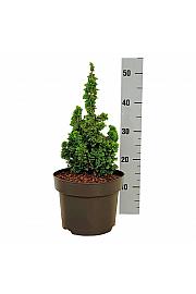 Thuja occidentalis Primo C5 Lit. 15-20 cm