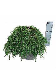 Tsuga canadensis Coles Prostrate C7 Lit. 30-40 cm