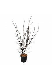 Ulmus minor suberosa C15 Lit. 100-125 cm