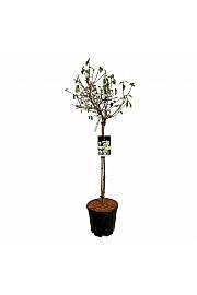 Viburnum plicatum Molly Schroeder C55 Lit. 100-125 cm extra