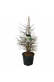 Viburnum plicatum Molly Schroeder C55 Lit. 125-150 cm extra