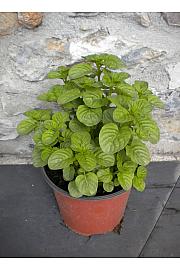 Mentha rotundifolia Ø14