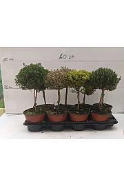 Thymus rasta Ø14 Na Steblu 15 cm