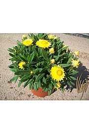 Xerochrysum bracteatum Ø18