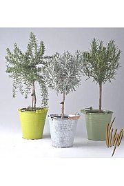 Dišavnice Ø14 mix Na steblu barvni kovinski lonček