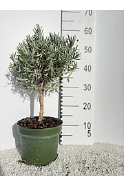 Lavandula angustifolia Ø18 Na Steblu 20 cm