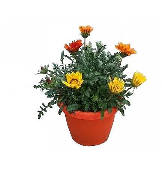 Gazania mix Ø25 trio