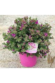 Polygala myrtifolia BB Pink Ø18