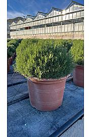 Rosmarinus officinalis Ø55