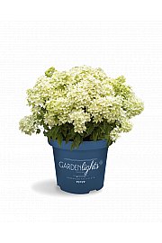 Hydrangea paniculata Garden Lights Little Light Por C3 Lit. 20 cm