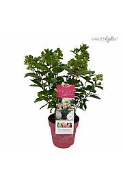 Hydrangea paniculata Garden Lights Pink Light Por C3 Lit. 20 cm