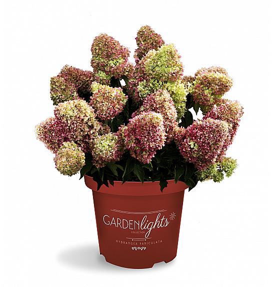 Hydrangea paniculata Garden Lights Red Light Por C3 Lit. 20 cm