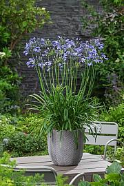 Agapanthus Everpanthus ® Su Casa C2 Lit. 60-70 cm