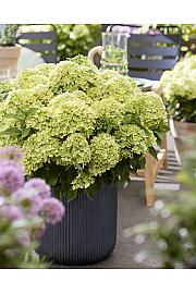 Hydrangea paniculata Living Creations Living Little Apple C5 Lit. 25-35 cm