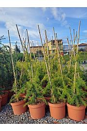 Cedrus deodara Aurea C5 Lit. 50-60 cm