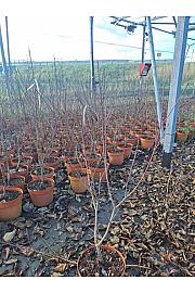 Cornus florida Rubra C5 Lit. 60+ cm
