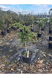 Cedrus libani Sargentii C15 Lit. Na steblu 55 cm