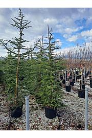 Cedrus Libani C35 Lit. 200-250 cm
