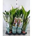Spathiphyllum; Ø13 cm